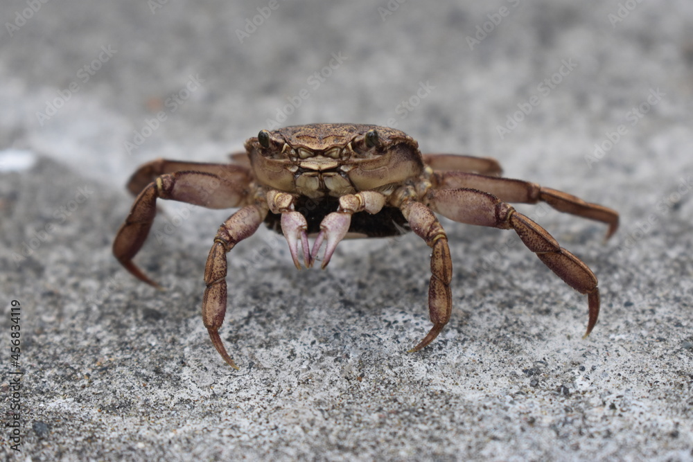 crab on the beach