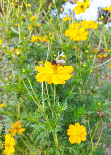 Bee hovering over yellow cosmos sunflower in the garden