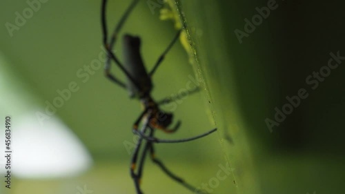 Golden orb weaver spider with trapped insect in it's web, rack focus photo