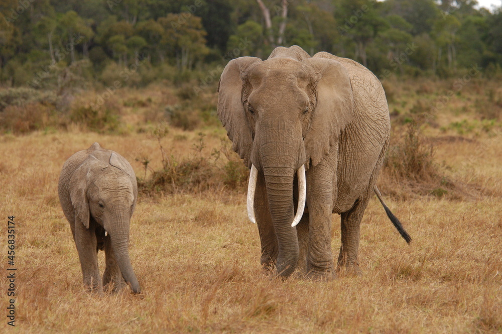 Fototapeta premium Elephant family living in Masai Mara, Kenya