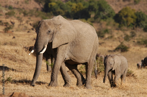 Elephant family living in Masai Mara  Kenya