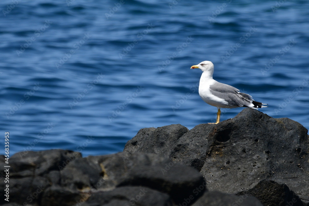 GAVIOTA PATIAMARILLA