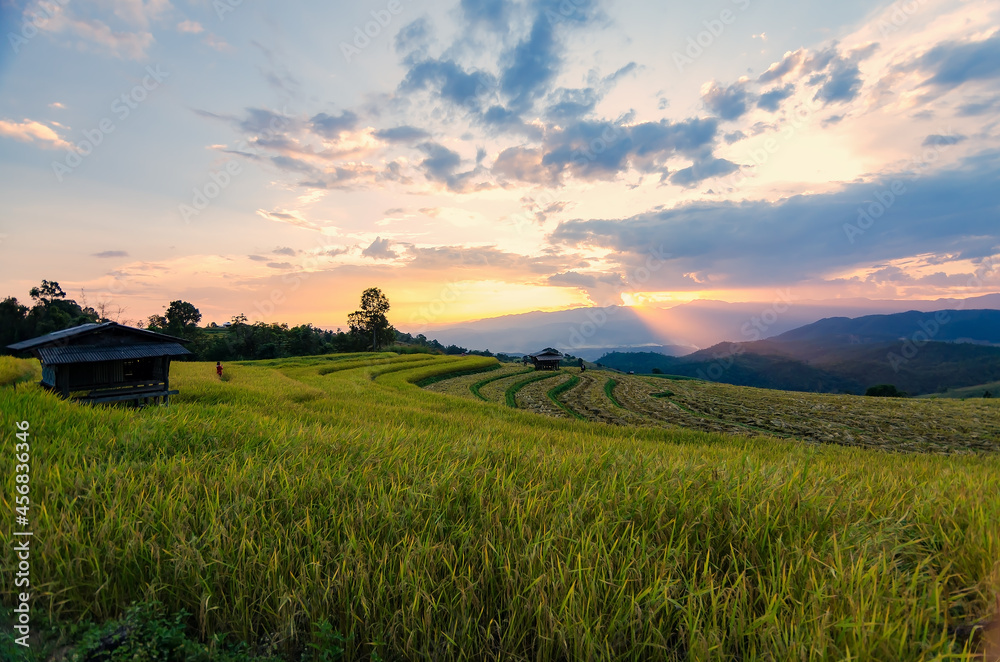 Obraz premium Terraced rice field in rice season in Sapa, Vietnam, soft focus