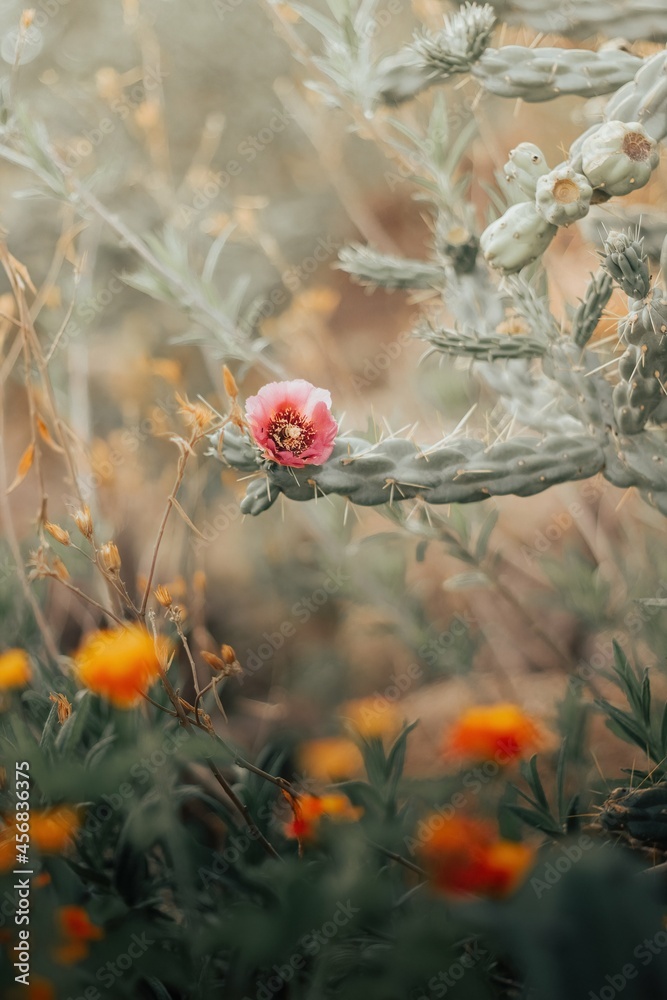 Obraz premium ladybird on a flower