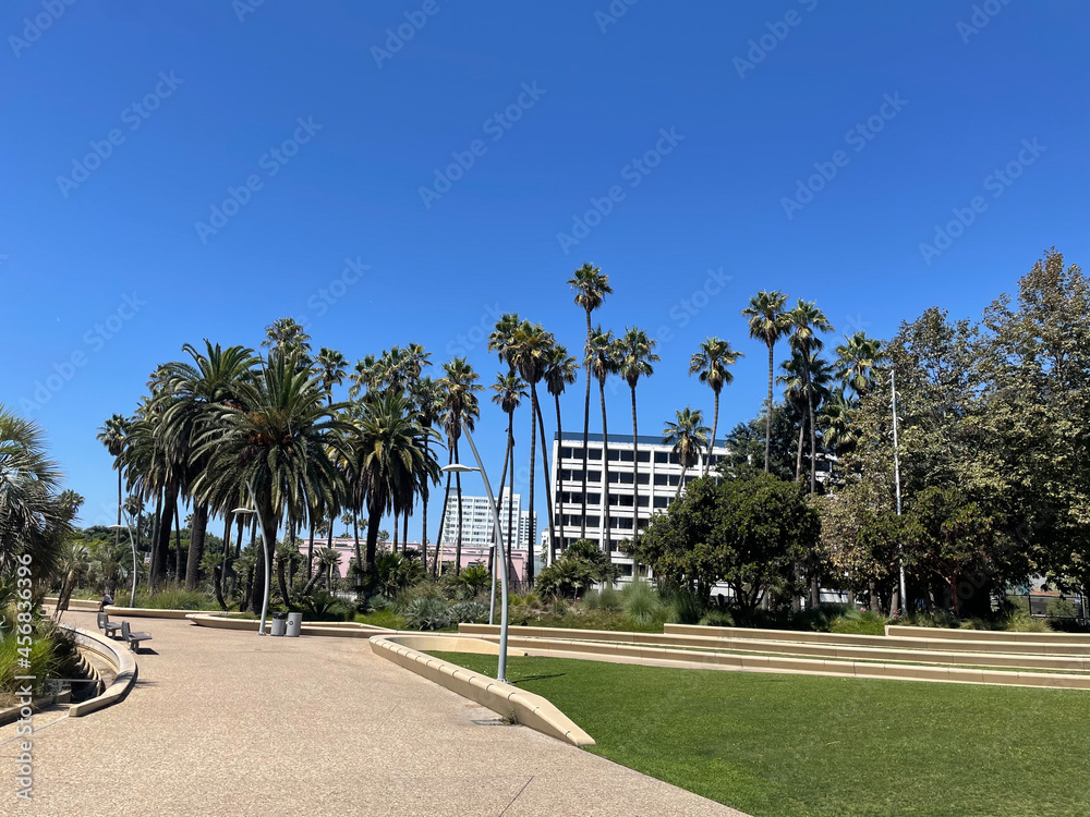Fototapeta premium trees in the park