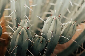 Gordijnen Cactus Cactus close-up met groene stekels  © juanjomenta