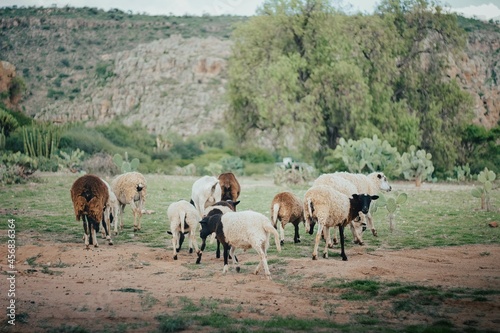 herd of sheep