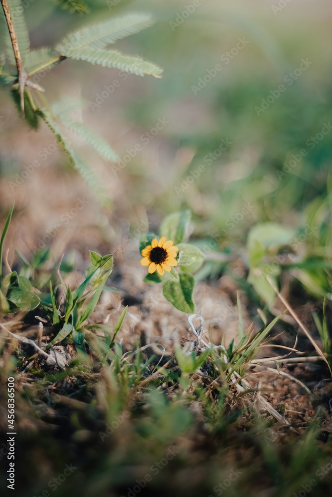 ladybird on a grass