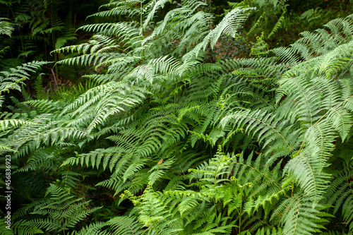 Thelypteris palustris, fern in in nature, in iran, Glade and trail in the forest photo