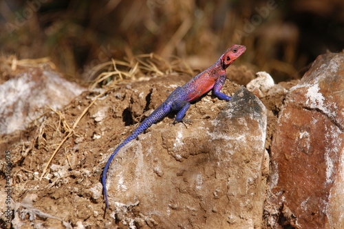 Agama mwanzae living in Masai Mara, Kenya photo