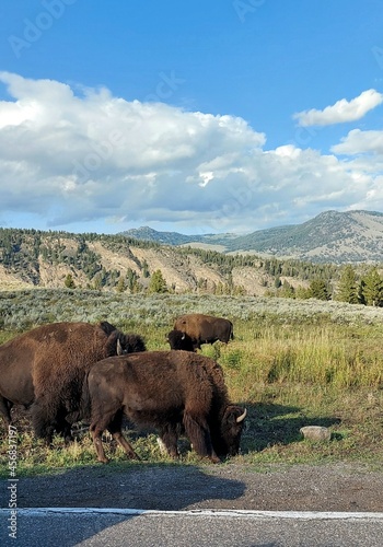 american bison near the road in Yellowstone national park