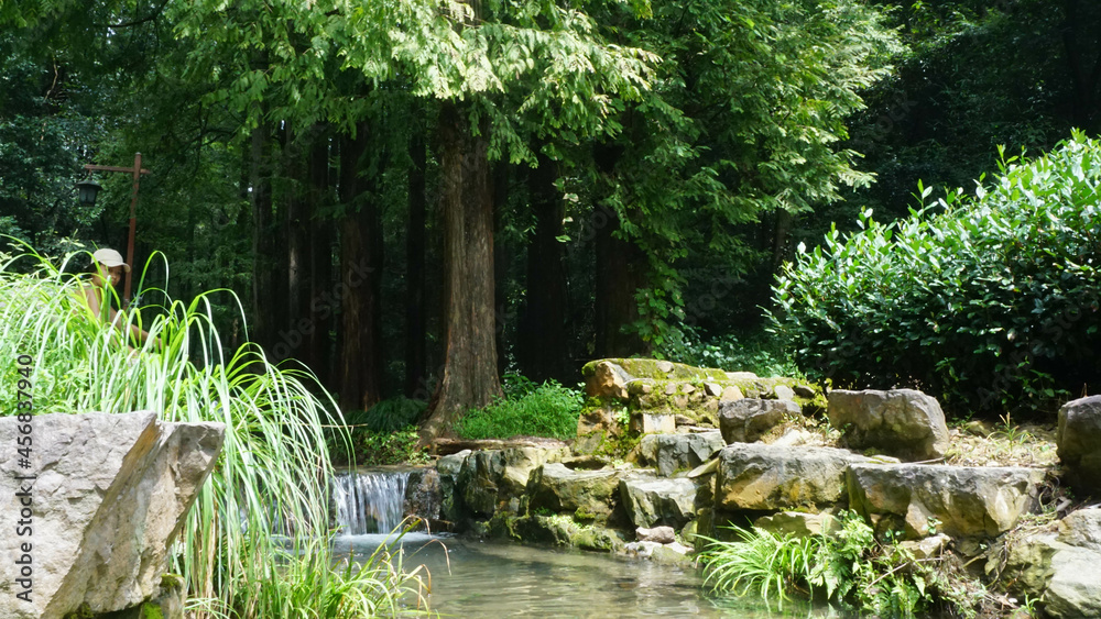 Forest with tree, river and its lush environment in Chinese nature, Hangzhou, China Forest with tree, river and its lush environment in Chinese nature, Hangzhou, China