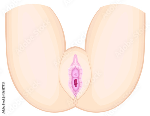 女性外性器　イメージ　イラスト