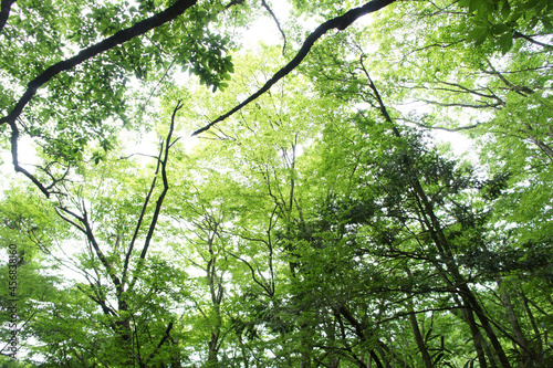 green leaves in the forest