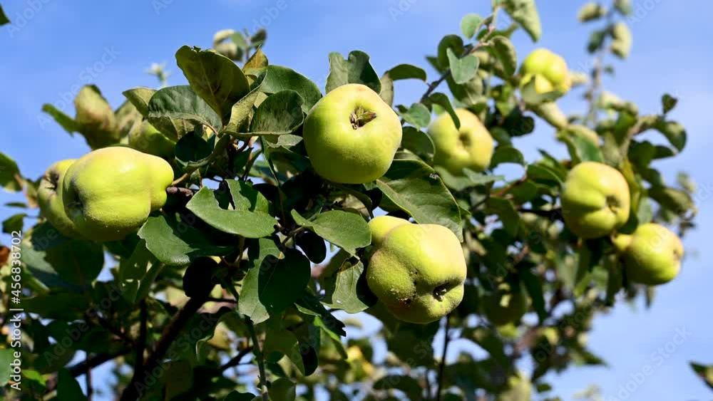 Quince growing on a tree in orchard. Green quince fruit on a branch on a beautiful summer day. Ripe natural quince on a branch.
Quince growing on a tree in orchard. Green quince fruit on a branch on a beautiful summer day. Ripe natural quince on a branch.