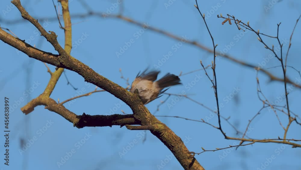Marsh tit bird perched on a leafless branch and flying away, Netherlands Marsh tit bird perched on a leafless branch and flying away, Netherlands