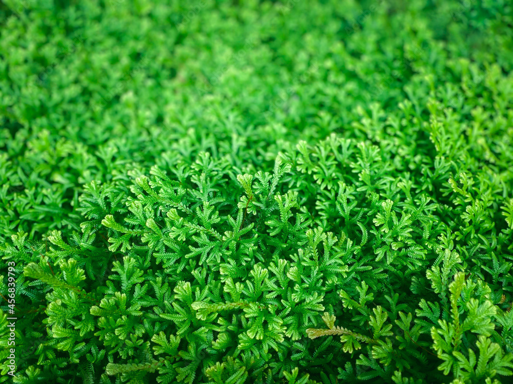 Greenery background of nature plant and leaf Greenery background of nature plant and leaf