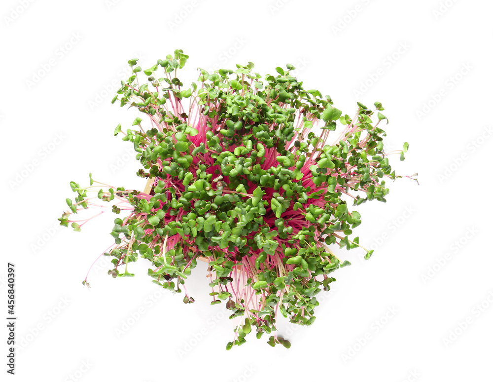 Obraz premium Fresh micro green on white background