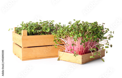 Wooden boxes with fresh micro green on white background