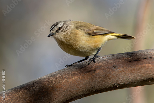 Yellow-rumped Thornbill (Acanthiza chrysorrhoa) photo