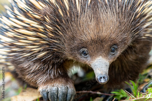 Short-beaked Echidna photo