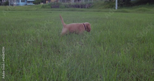 A labador retriever puppy running and playing at a tropical park photo