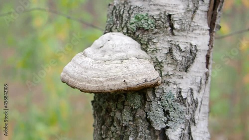 Medicinal chaga mushroom grows on the bark of a tree. Tree mushroom on the tree. Close-up. photo