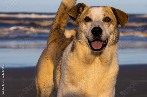 cachorro na praia