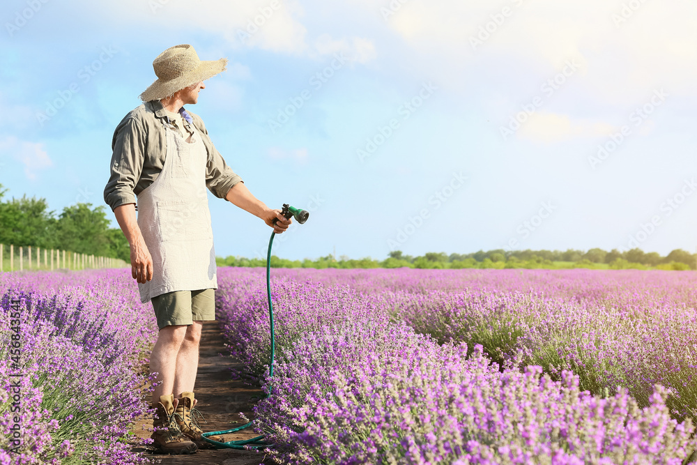 Obraz premium Farmer watering beautiful lavender field