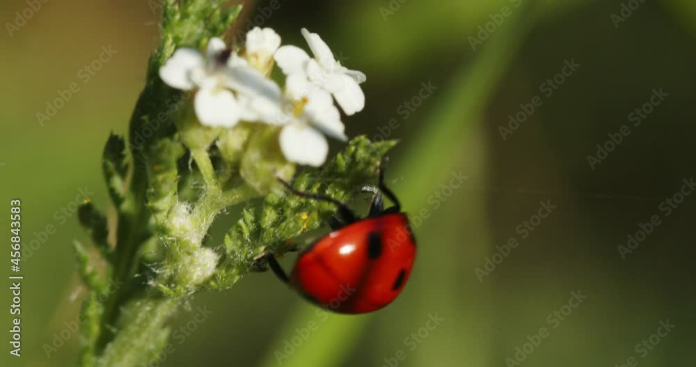 The seven-spot ladybird on the flower The seven-spot ladybird on the flower