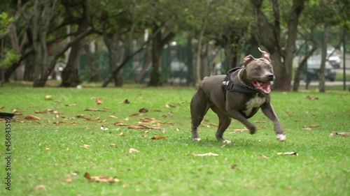 Pit bull dog playing in park with young girl. Running to catch the ball. Open countryside with a lot of nature.