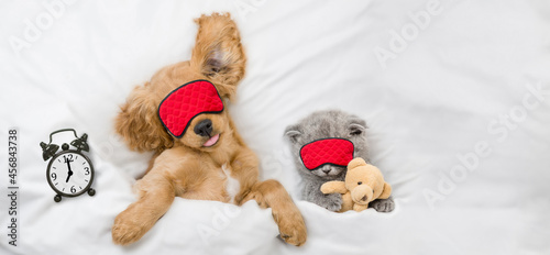 Funny English Cocker Spaniel puppy and tiny kitten wearing sleeping masks sleep together with alarm clock on a bed at home. Kitten hugs toy bear. Top down view. Empty space for text