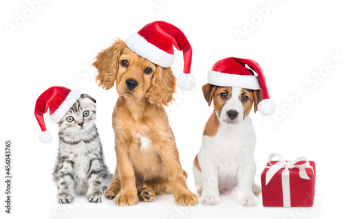 Group of pets wearing red christmas hats sit with gift box and look at camera. isolated on white background © Ermolaev Alexandr
