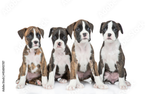 Group of german boxers puppies sit together in front view. Isolated on white background