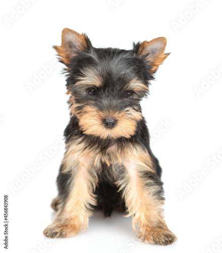 Portrait of a tiny Yorkshire Terrier puppy sits and looks at camera. Isolated on white background