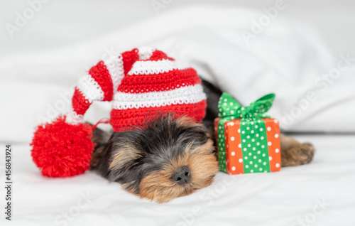 Cute Yorkshire terrier puppy wearing red hat sleeps with gift box on a bed under white blanket at home