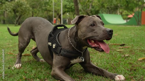 Pit bull dog playing in park with young girl. Running to catch the ball. Open countryside with a lot of nature.