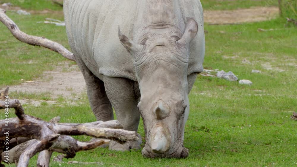 Square-lipped Rhinocerus feeding by fresh grass in national park,close up Square-lipped Rhinocerus feeding by fresh grass in national park,close up