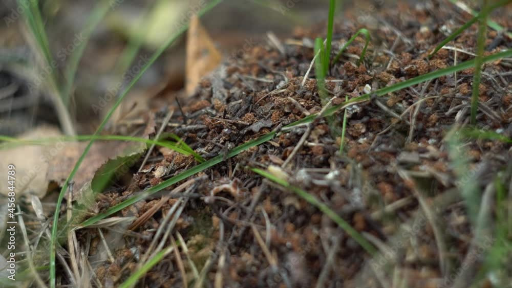 Black ants are crawling on the anthill in a forest. Life of the inhabitants of the wildlife. Closeup, macro Black ants are crawling on the anthill in a forest. Life of the inhabitants of the wildlife. Closeup, macro