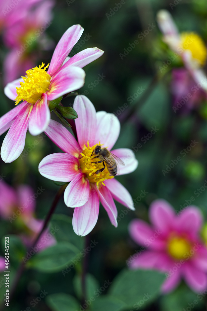 Bee pollination in a flower in the pacific northwest at the annual dahlia festival. Bee pollination in a flower in the pacific northwest at the annual dahlia festival.