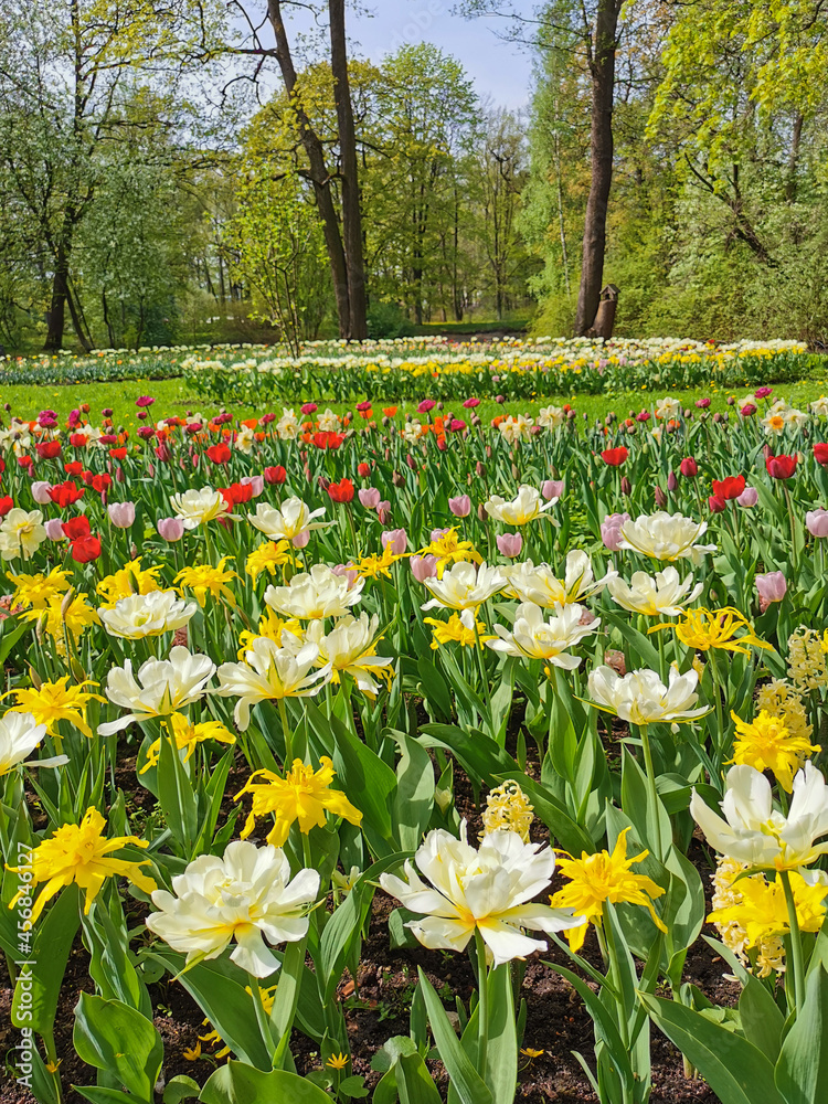 A large spiral flowerbed with colorful tulips on a sunny spring day against the background of trees and blue sky. The festival of tulips on Elagin Island in St. Petersburg.