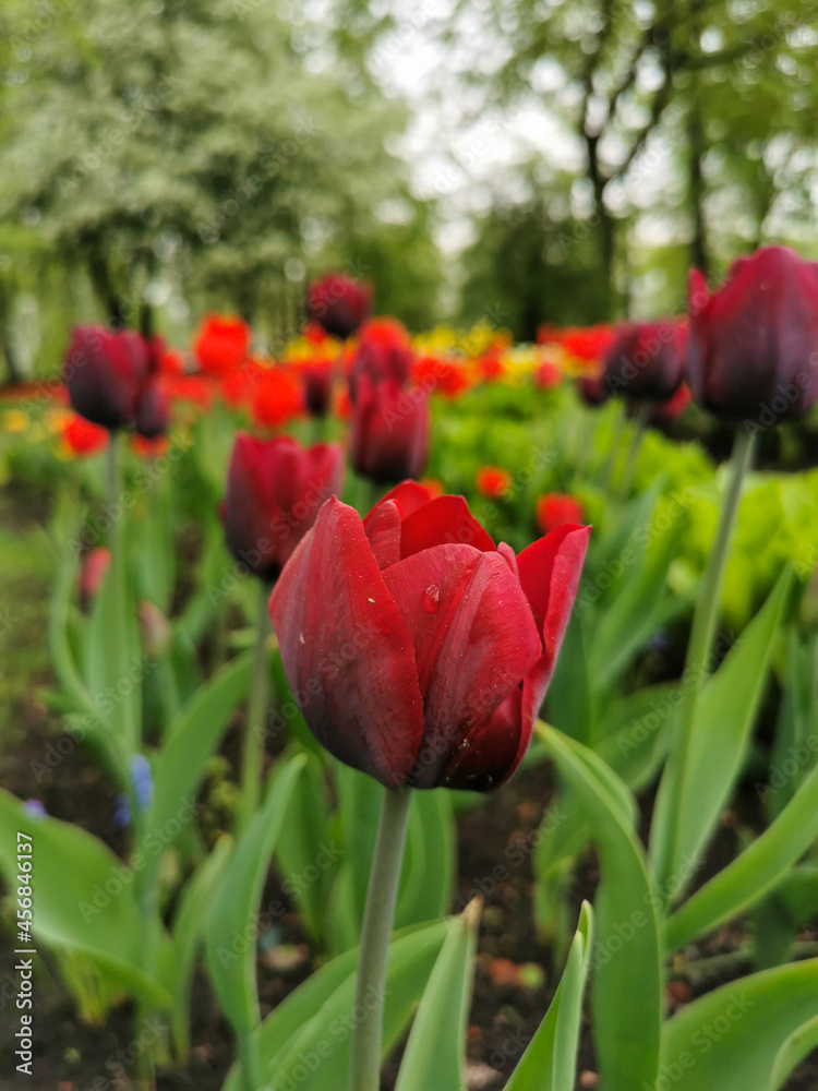 A red tulip with dark streaks on the outer side of the petal on a bed of green leaves. The festival of tulips on Elagin Island in St. Petersburg. A red tulip with dark streaks on the outer side of the petal on a bed of green leaves. The festival of tulips on Elagin Island in St. Petersburg.