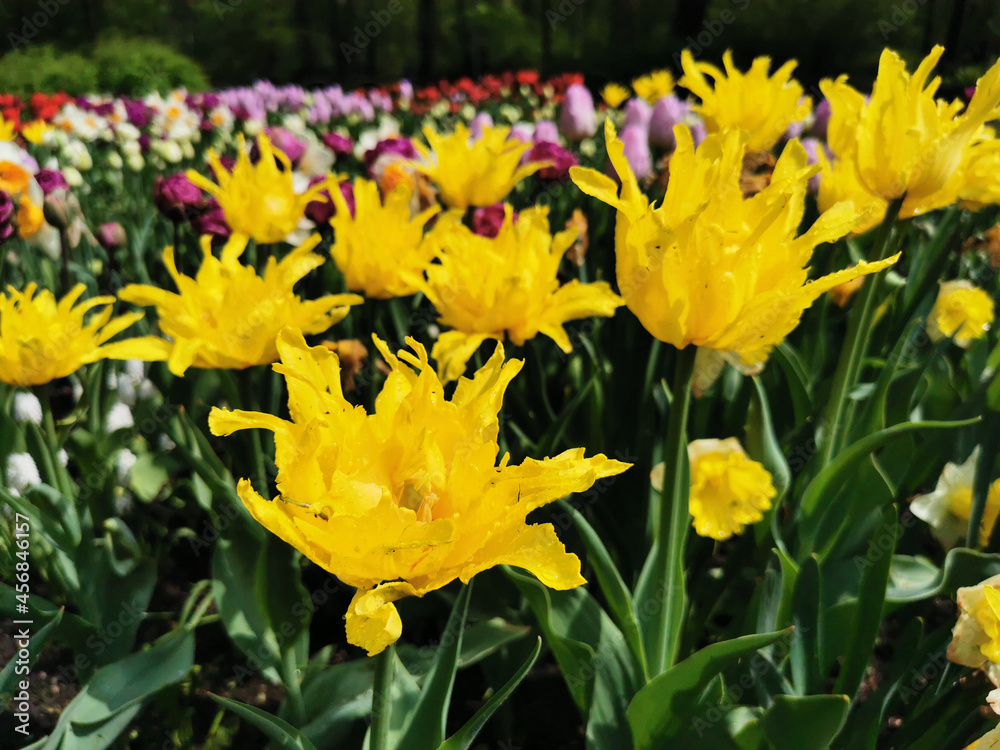 Yellow needle-shaped multi-petalled tulips. The festival of tulips on Elagin Island in St. Petersburg. Yellow needle-shaped multi-petalled tulips. The festival of tulips on Elagin Island in St. Petersburg.