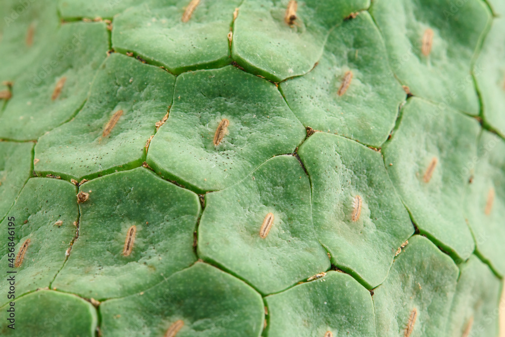 熟れて皮が落ちそうなモンステラの実 Monstera