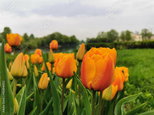 Orange tulips on a flower bed among green leaves. The festival of tulips on Elagin Island in St. Petersburg.