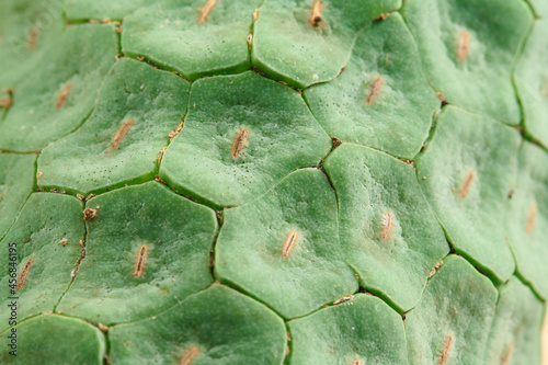 Obraz na płótnie 熟れて皮が落ちそうなモンステラの実 Monstera w salonie