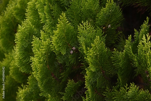 Chinese arvorvitae fruits. Cupressaceae evergreen conifer. The leaves are medicinal. photo