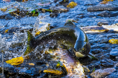 wild pink salmon out of water as it quickly migrates to its spawning grounds through a shallow part of a stream on Kodiak island, Alaska
