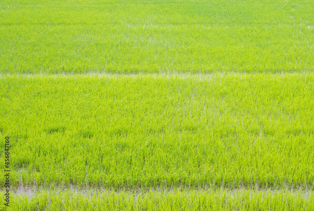 The image of the field of agricultural crop in agriculture is densely pack with green plant. The image of the field of agricultural crop in agriculture is densely pack with green plant.