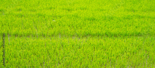 The scenery of the field of agricultural crop in agriculture is densely pack with green plant.